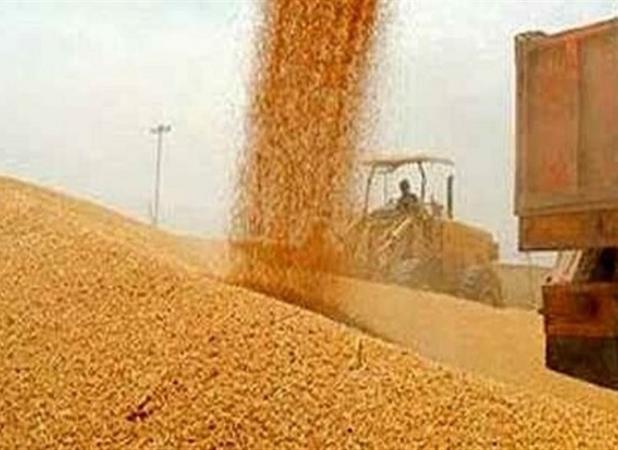 پیش بینی تولید ۱۴.۵ میلیون تن گندم در ایران