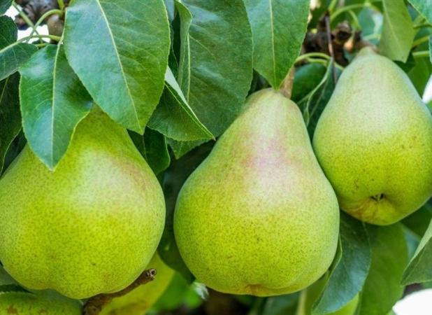 هسته‌ای در کشاورزی ــ ۳۱ | تولید میوه‌های درشت، با پرتودهی هسته‌ای