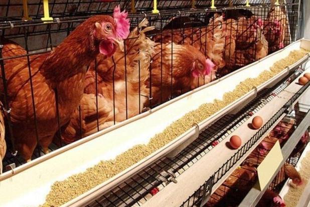 مدیرعامل اتحادیه مرغ تخم‌گذار استان: اصفهان رتبه اول تولید تخم‌مرغ کشور را دارد/ کمبود نهاده‌ باعث افزایش قیمت می‌شود
