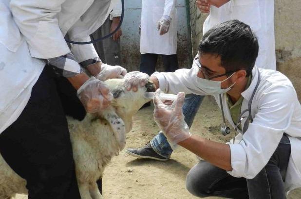 سازمان غذا و دارو در واکنش به شیوع تب برفکی: دامپزشکی مرجع اصلی است