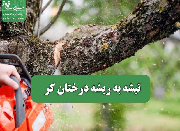 تیشه به ریشه درختان کر