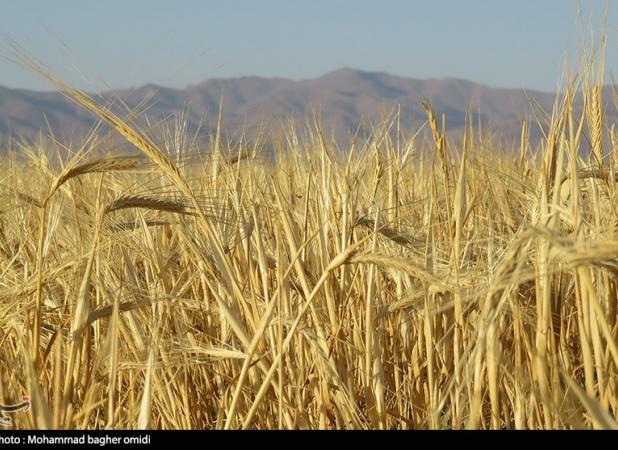 پیش بینی وزارت کشاورزی آمریکا از افزایش ۱.۵ میلیون تنی تولید ۲ غله مهم ایران