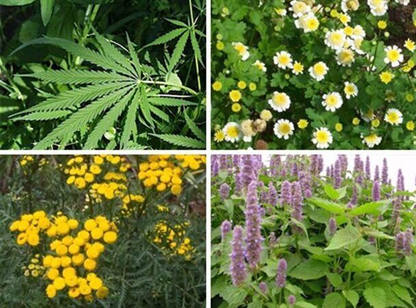 افزایش ۱۰۰ هکتاری سطح زیر کشت گیاهان دارویی در چهارمحال و بختیاری 