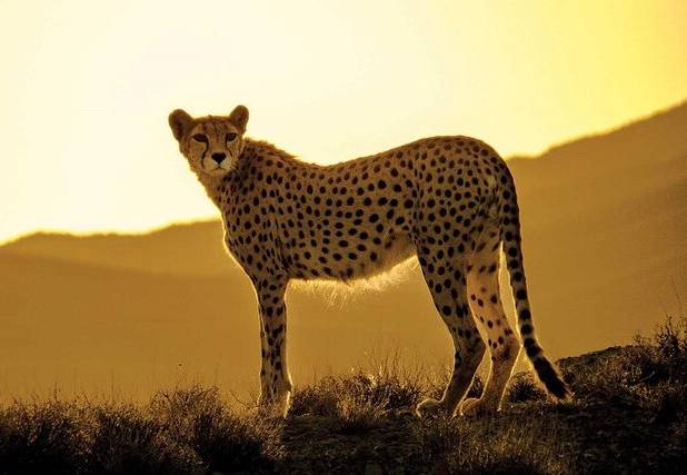 یوز آسیایی در کانون اقدامات حفاظتی خراسان جنوبی