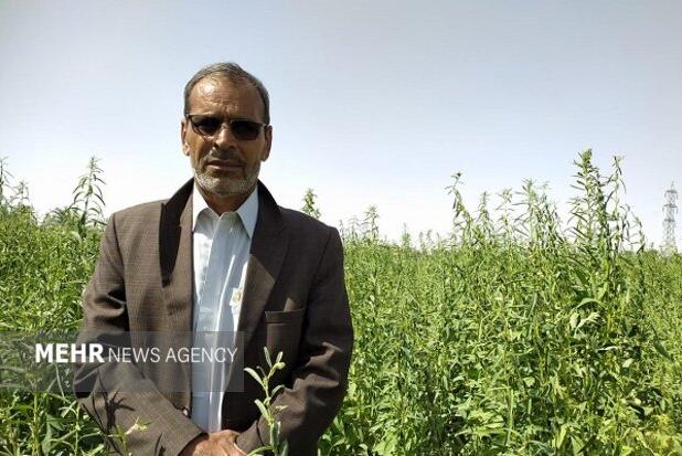 نارویی: برداشت چین دوم حنا در قطب تولید حنای کشور به پایان رسید