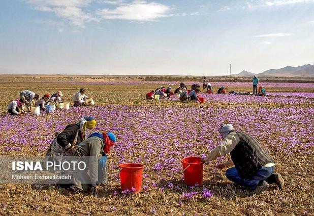 آینده زعفران خراسان؛ از چالش‌های موجود تا چشم‌اندازهای روشن