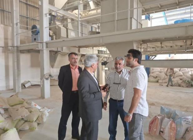 وضعیت مطلوب خرید گندم در شاهرود؛ ۳۵۰۰ تن محصول تحویل گرفته شد