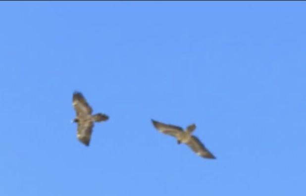 رصد ۲ همای نابالغ در آسمان پارک ملی صیدوا و منطقه حفاظت‌شده پرور