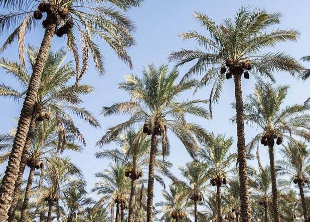 نخلستان ۲ هکتاری در جنوب لرستان ایجاد می‌شود