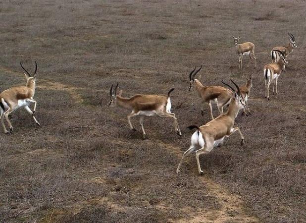 بازگشت دوباره آهوان مغان به خانه خود
