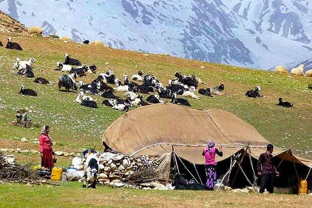 دام عشایر در رنج بی‌غذایی/صدای کوچ‌نشینان یزد به جایی نمی‌رسد