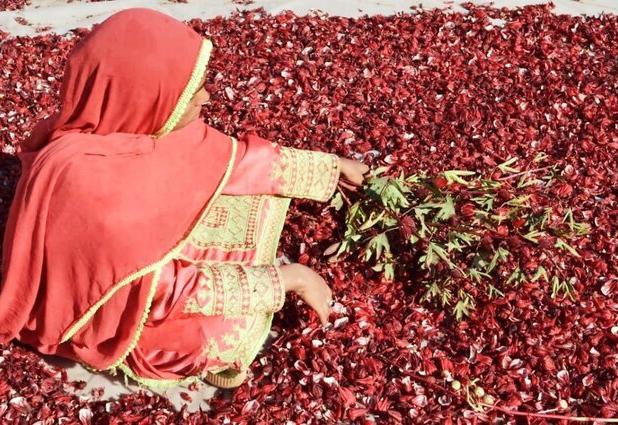 برگزاری نخستین جشنواره چای ترش در دلگان سیستان و بلوچستان