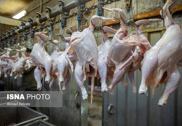 تمام حلقه‌های تولید مرغ در خوزستان فعالند/ برنامه‌ریزی‌ برای تامین نیاز ماه رمضان و نوروز