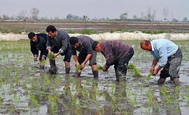 ممنوعیت کشت دوم برنج؛ مازندران درگیر خشکسالی است