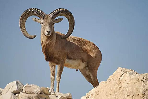 تصاویر دیدنی از بز کوهی در منطقه شکار ممنوع سوادکوه