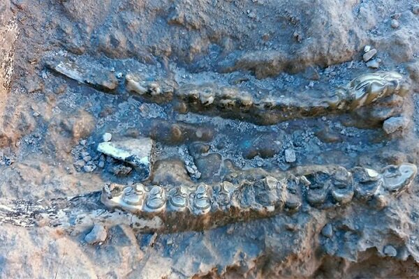 سایت فسیلی جدید در مراغه شناسایی شد