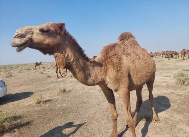 پرورش ۶۵۰ نفر شتر در دشت عباس دهلران، طرحی علمی برای دامداری پایدار و اشتغال بومی