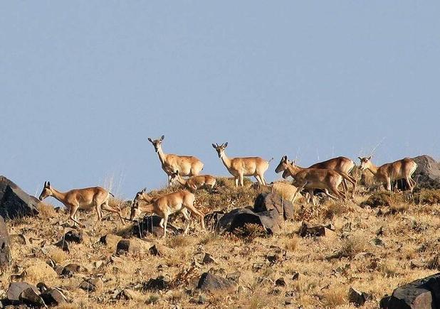 رشتخوار؛ یکی از مهم‌ترین زیستگاه‌های شمال شرق کشور