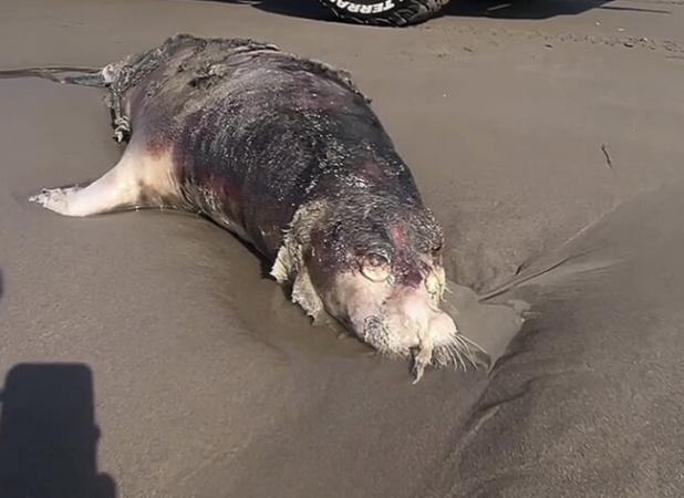 ۶۰ فوک خزری در سواحل گیلان تلف شدند؛ آغاز گشت مشترک پایش در خزر