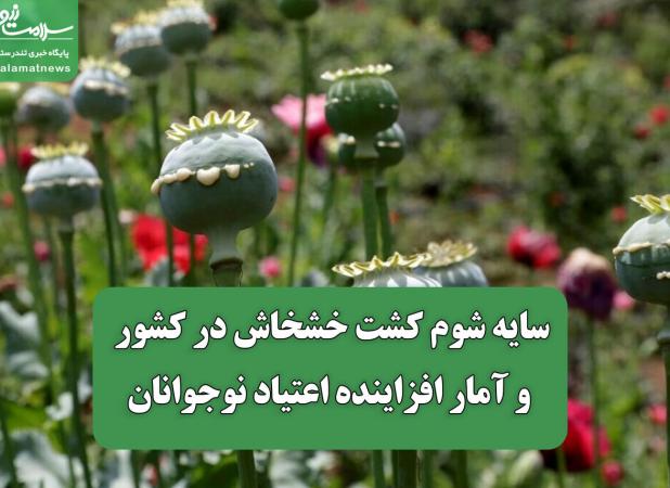 سایه شوم کشت خشخاش در کشور و آمار افزاینده اعتیاد نوجوانان