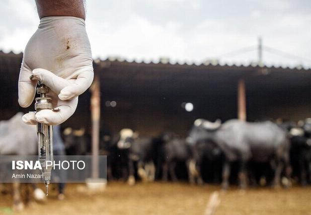 ماجرای تب برفکی در البرز