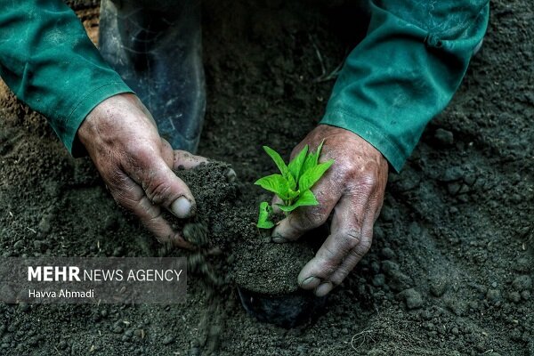 تمهیدات فوری برای مقابله با سیلاب، تندباد و سرمازدگی در هرمزگان