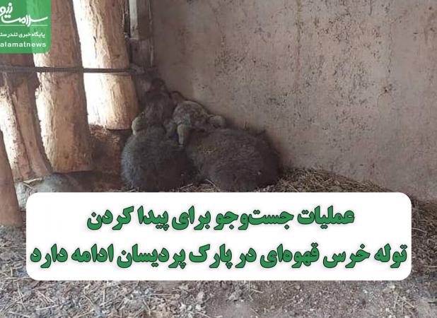 عملیات جست‌وجو برای پیدا کردن توله خرس قهوه‌ای در پارک پردیسان ادامه دارد