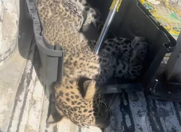 نجات پلنگ بیمار در بشاگرد