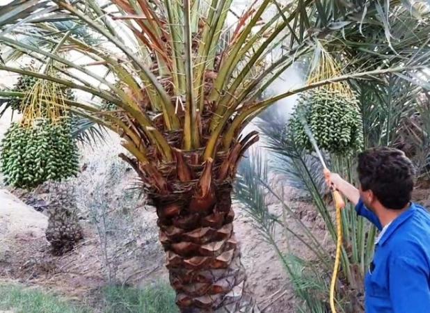 دیدار سه‌جانبه برای مدیریت آفات و کاهش خسارت‌های کشاورزی