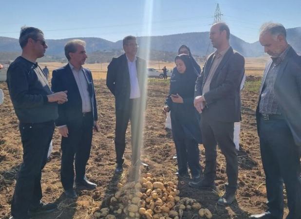 برداشت سیب‌زمینی بذری در چرداول آغاز شد