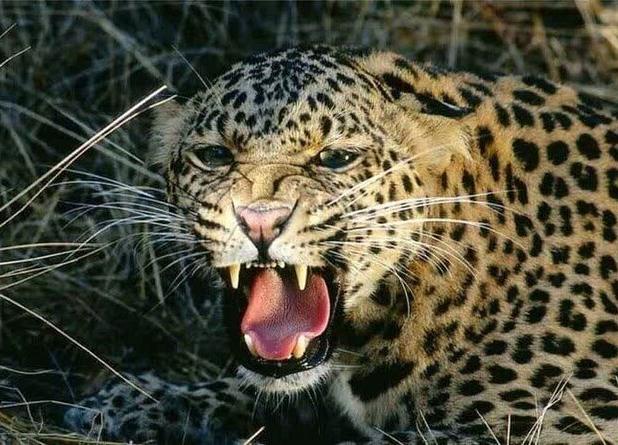 حمله یک قلاده پلنگ به دام‌های اهلی در رودان