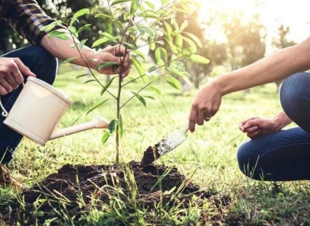 کاشت ۲۰۰۰ اصله درخت در میدان مرکزی میوه و تره‌بار شهرداری تهران