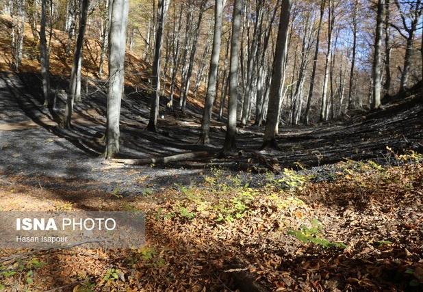 دستور شبانه دادستان آمل برای ممنوعیت اقامت شبانه گردشگران در جنگل‌ها