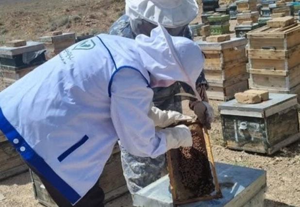 حدود ۴۰ درصد زنبورداران خراسان شمالی دو شغله هستند