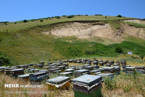 هادی زاده: زنبورداران آملی ۳۵۰ تن عسل تولید کردند