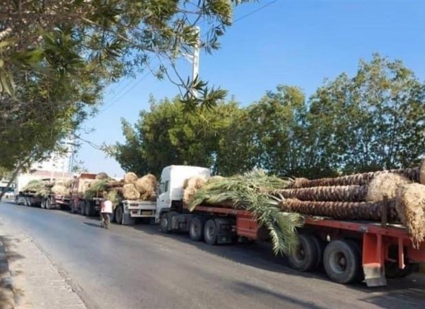 واکنش ایران به برگشت خوردن نخل های صادراتی به قطر