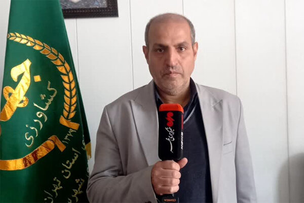 توزیع بیش از ۳۰۰ تن اقلام تنظیم بازاری در ری؛ برداشت ۵۲ هزار تن گندم