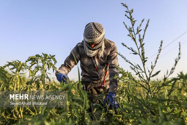 برداشت صیفی جات در سطح ۳۵۰ هکتار از اراضی چرداول آغاز شد