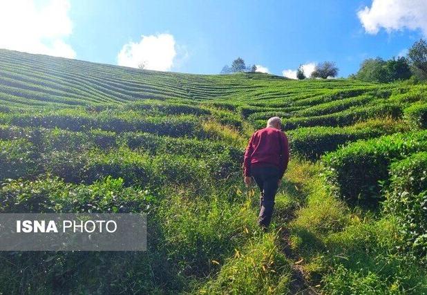 پرداخت تسهیلات ۴ درصد برای احیای باغات چای رها شده