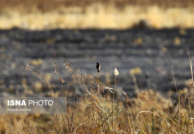 نفس‌ِ تنگ «هشیلان» زیر سایه خشکسالی