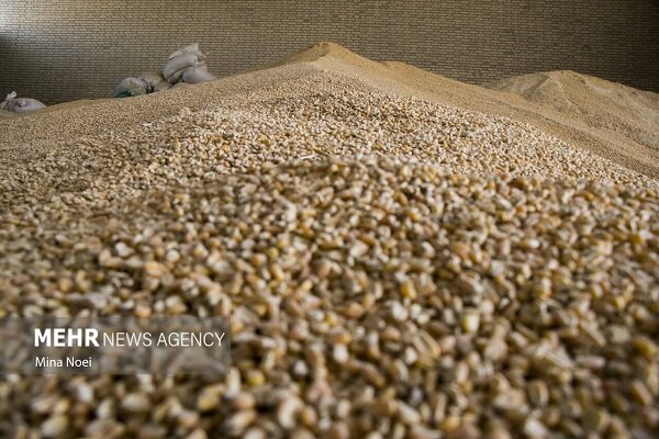 شفیعی: توزیع ۶۱ هزار تن نهاده دامی در آذربایجان شرقی