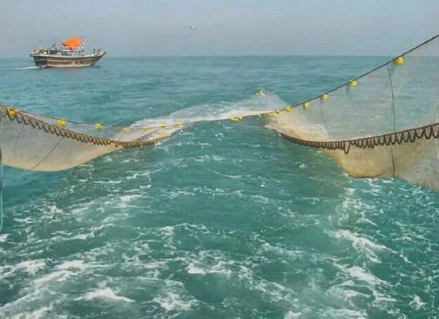 تهدیدات صدور یک مجوز در استان بوشهر؛ خطر در کمین ماهی‌های کف‌زی