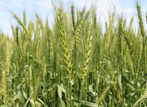 اما و اگرهای خرید گندم از اصلاح قیمت تا خرید کیفی