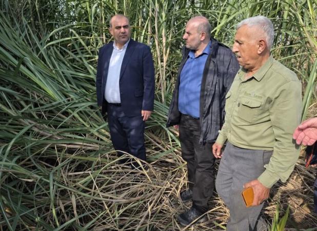 گلشن: لنگرود دارای ۷ هکتار سطح زیرکشت نیشکر است