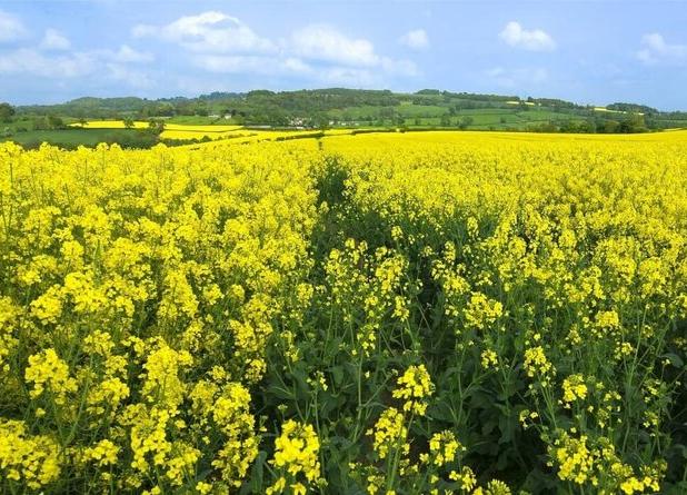 مزارع کلزای خراسان شمالی آماج هدف پرندگان