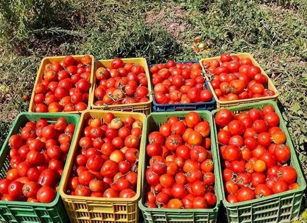عرضه سنگین گوجه فرنگی در روزهای آینده/بارش باران علت کمبود است