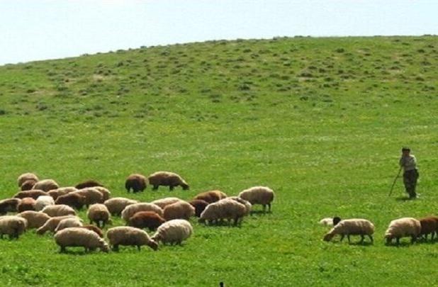 افزایش بهره‌وری و اشتغال با گسترش تلقیح مصنوعی دام در آذربایجان شرقی