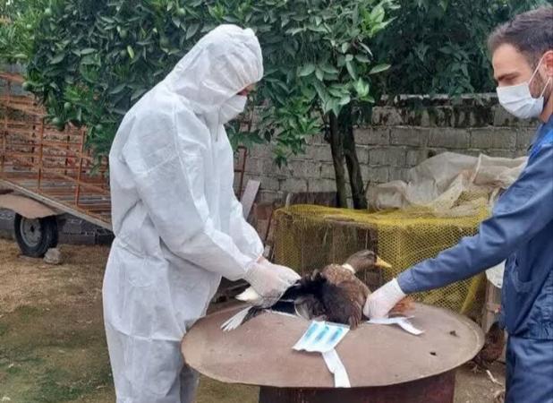 طرح پایش آنفلوانزای فوق حاد پرندگان در مازندران آغاز شد