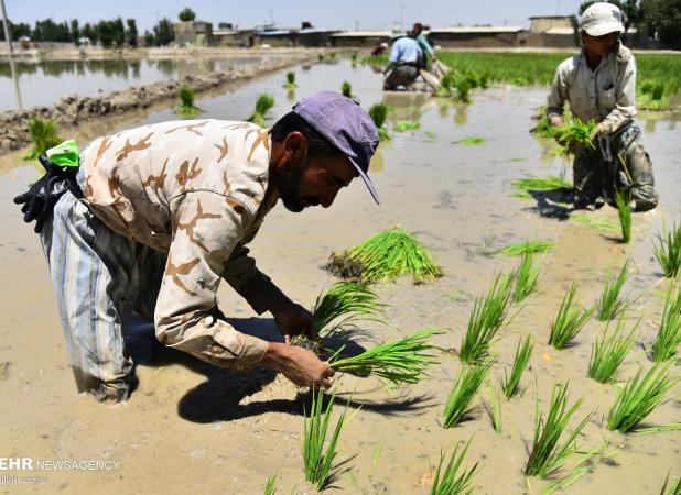 وزیر کشاورزی: قیمت برنج متعادل می‌شود