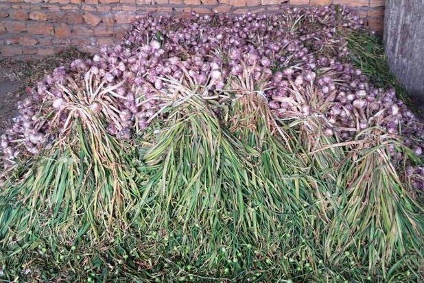 یار محمدی: کشت سیر در مزارع طارم آغاز شد